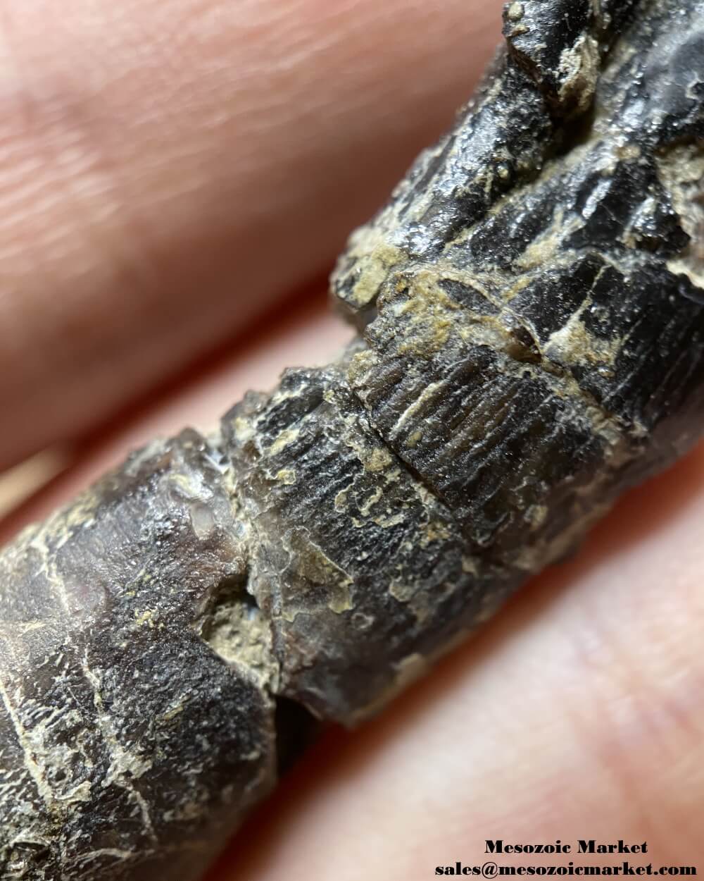 Saltasaurus Tooth Atlasaurus (?) Jurassic Sauropod Tooth 1.86