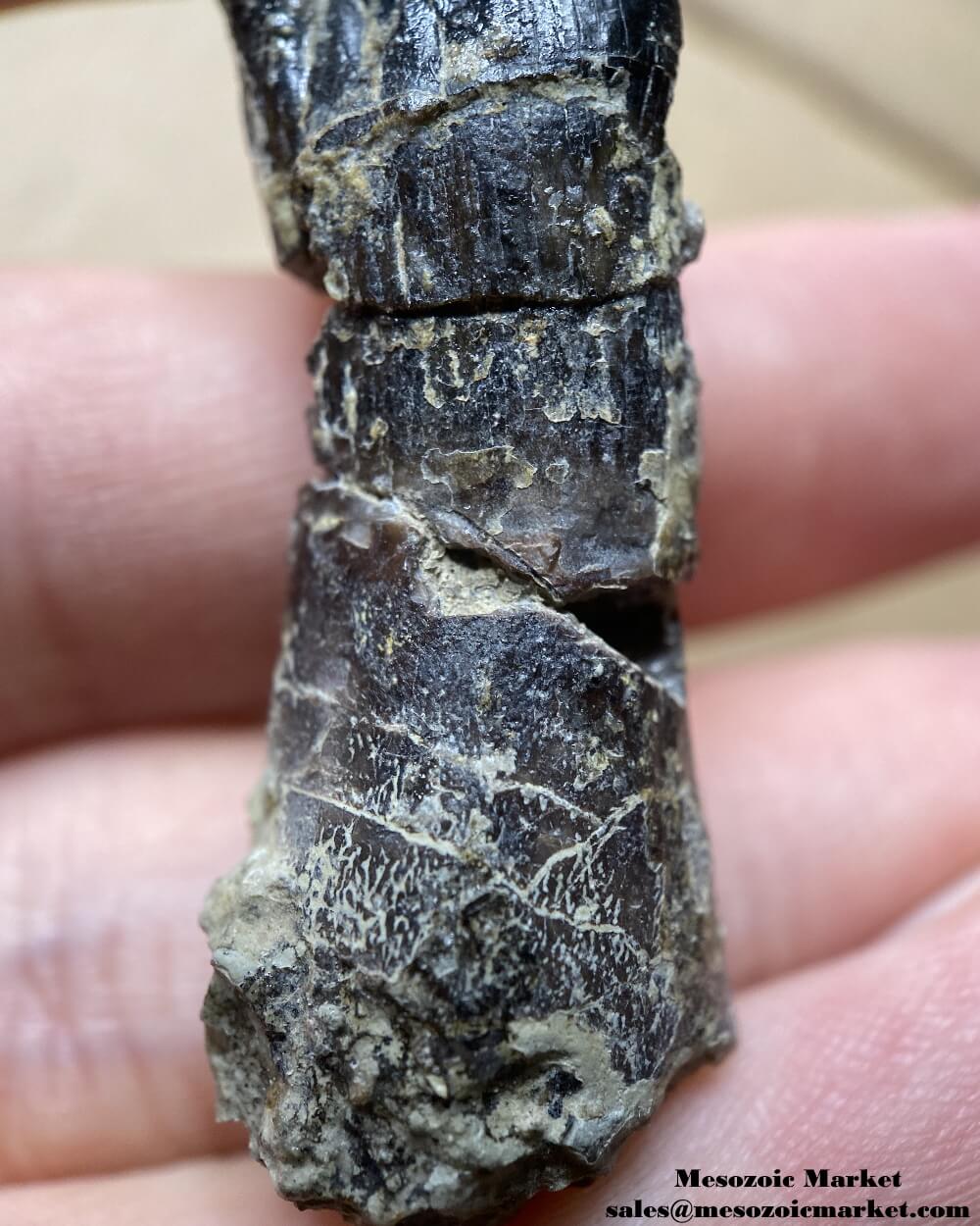 Saltasaurus Tooth Atlasaurus (?) Jurassic Sauropod Tooth 1.86
