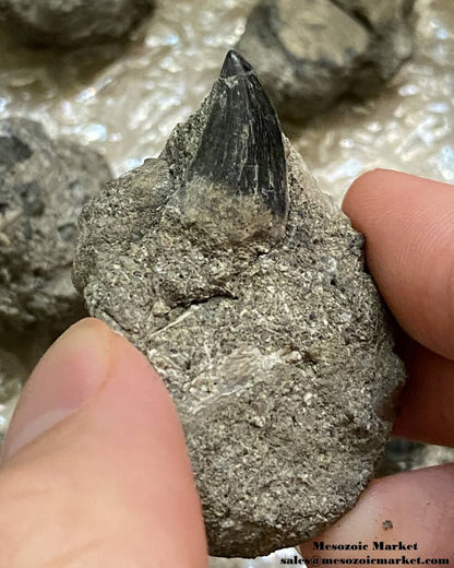 Fossilized mosasaurus tooth on matrix. #MARSP01-3