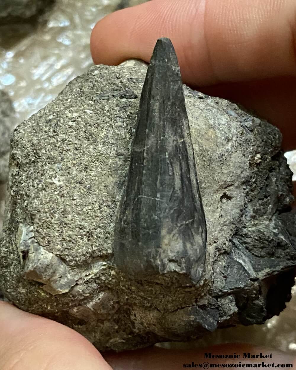 Fossilized mosasaurus tooth on matrix. #MARSP01-4