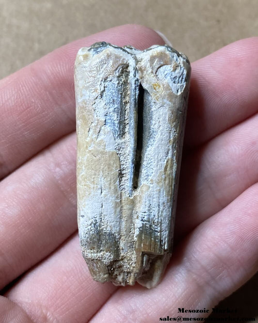 An image of a fossilized tooth from an extinct horse from Bone Valley.