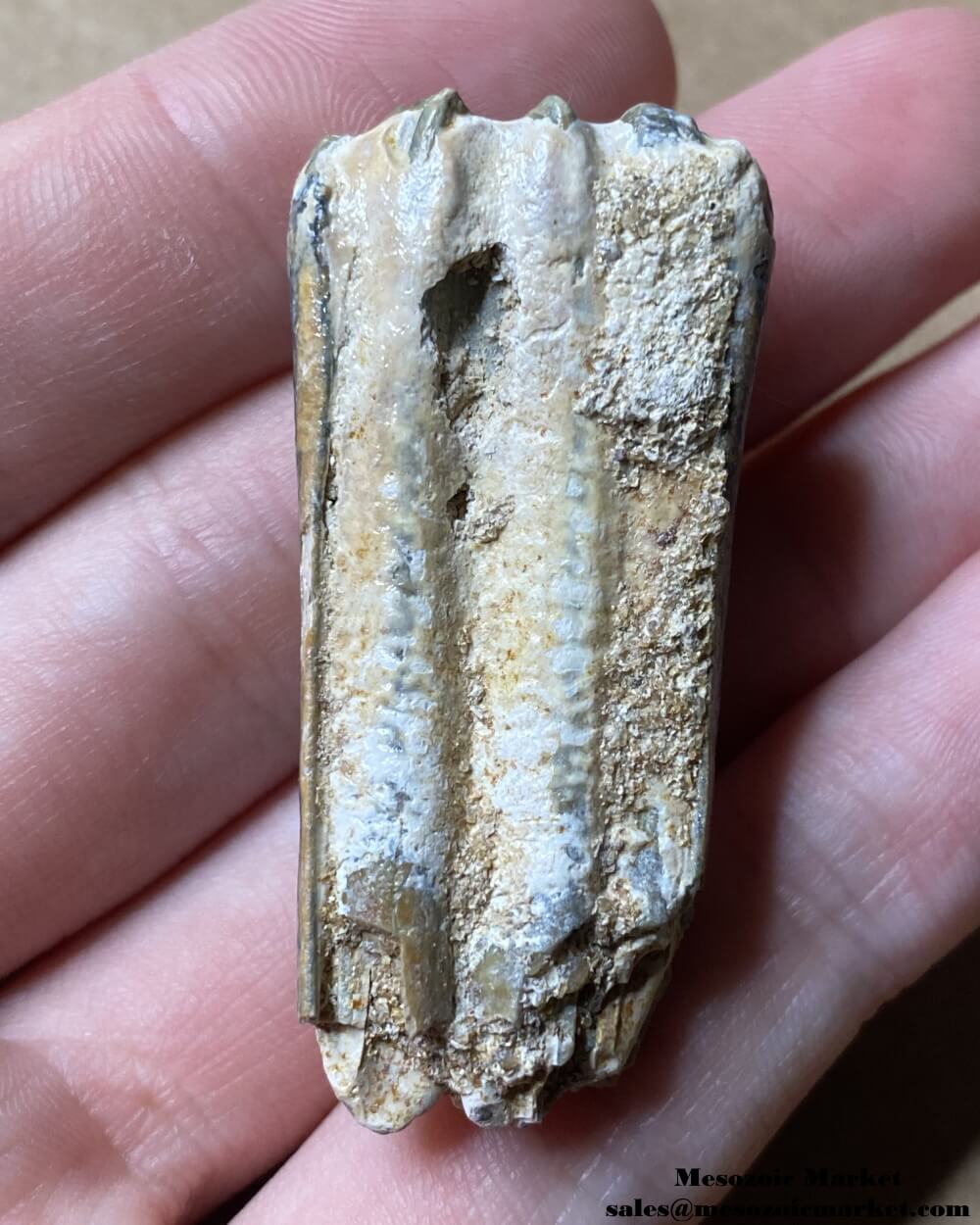 An image of a fossilized tooth from an extinct horse from Bone Valley.