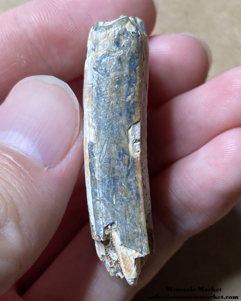 An image of a fossilized tooth from an extinct horse from Bone Valley.