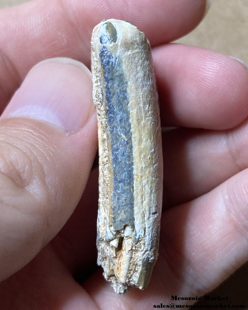 An image of a fossilized tooth from an extinct horse from Bone Valley.