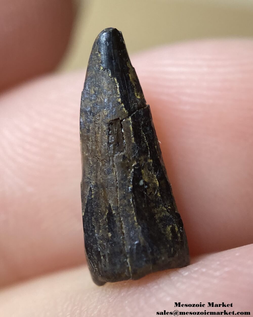 An image of a very worn fossilized tooth from an extinct crocodylomorph.