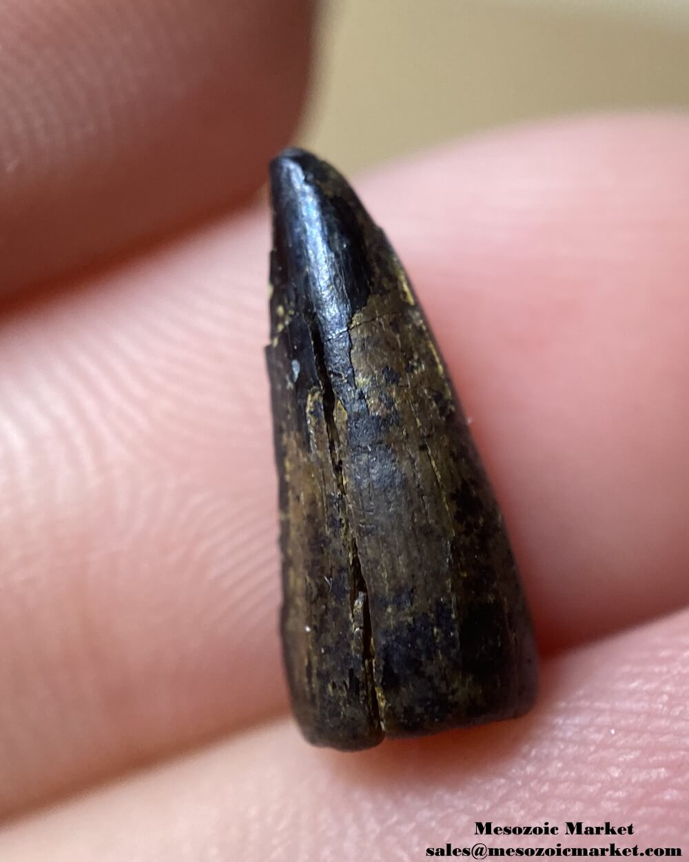 An image of a worn fossilized tooth from an extinct crocodylomorph.