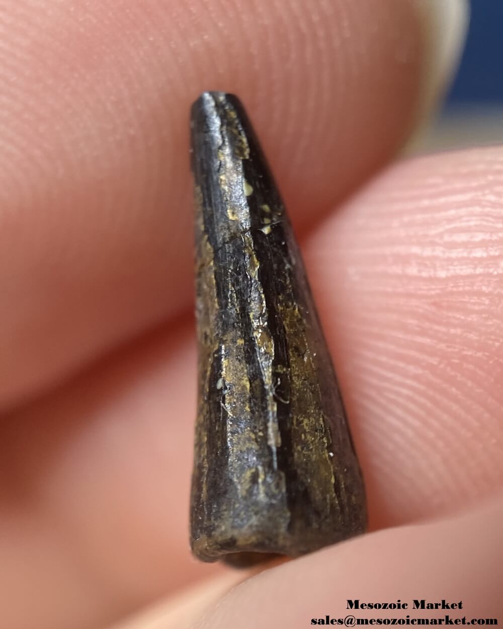 An image of a fossilized tooth from an extinct crocodylomorph.