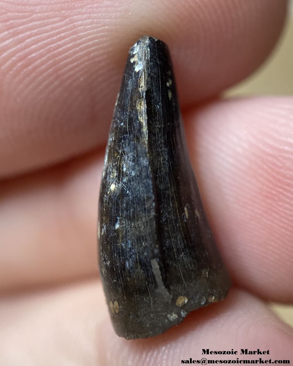 An image of a fossilized tooth from an extinct Borealosuchus crocodile.