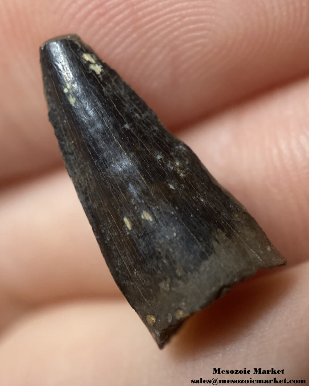 An image of a fossilized tooth from an extinct Borealosuchus crocodile.