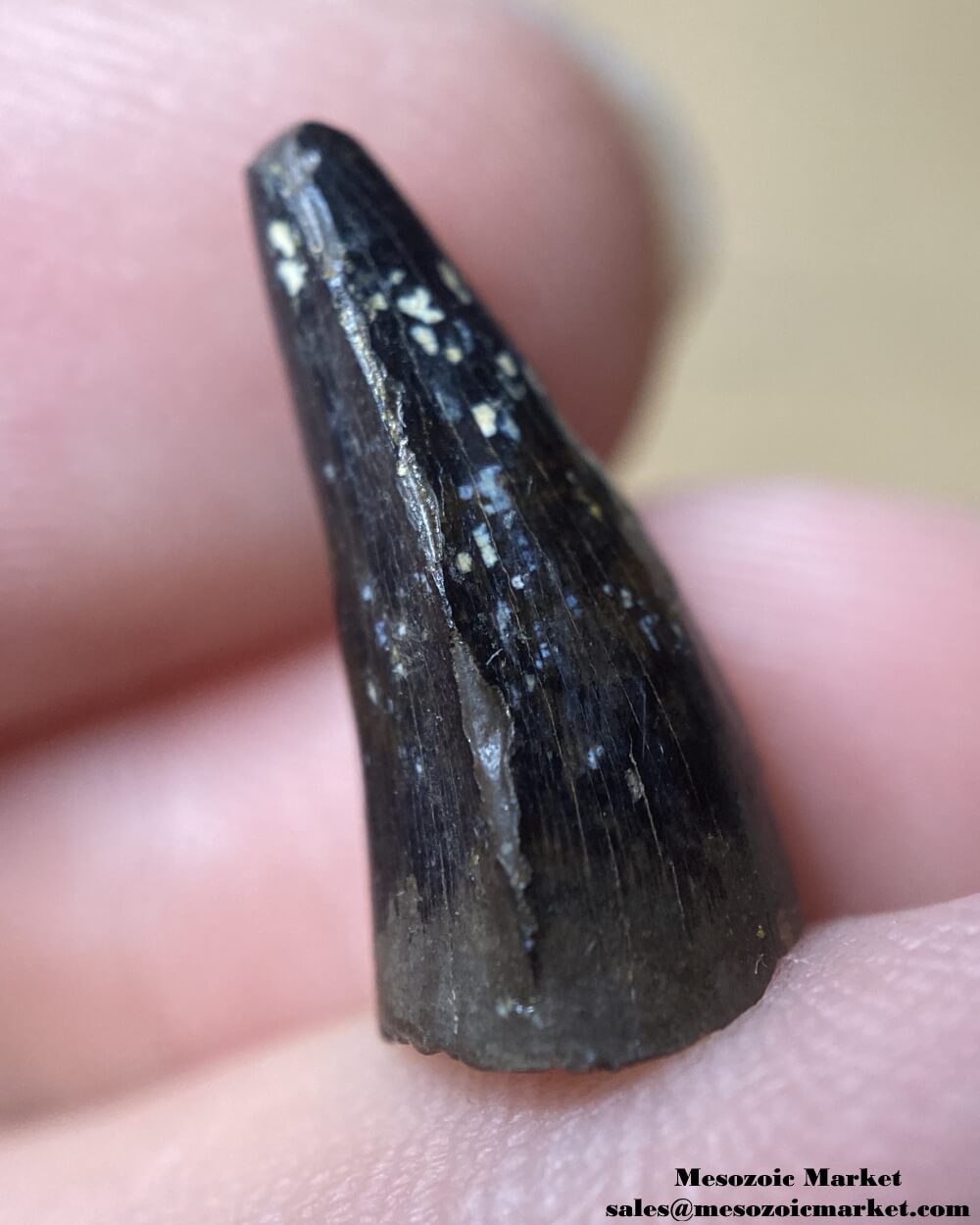 An image of a fossilized tooth from an extinct Borealosuchus crocodile.