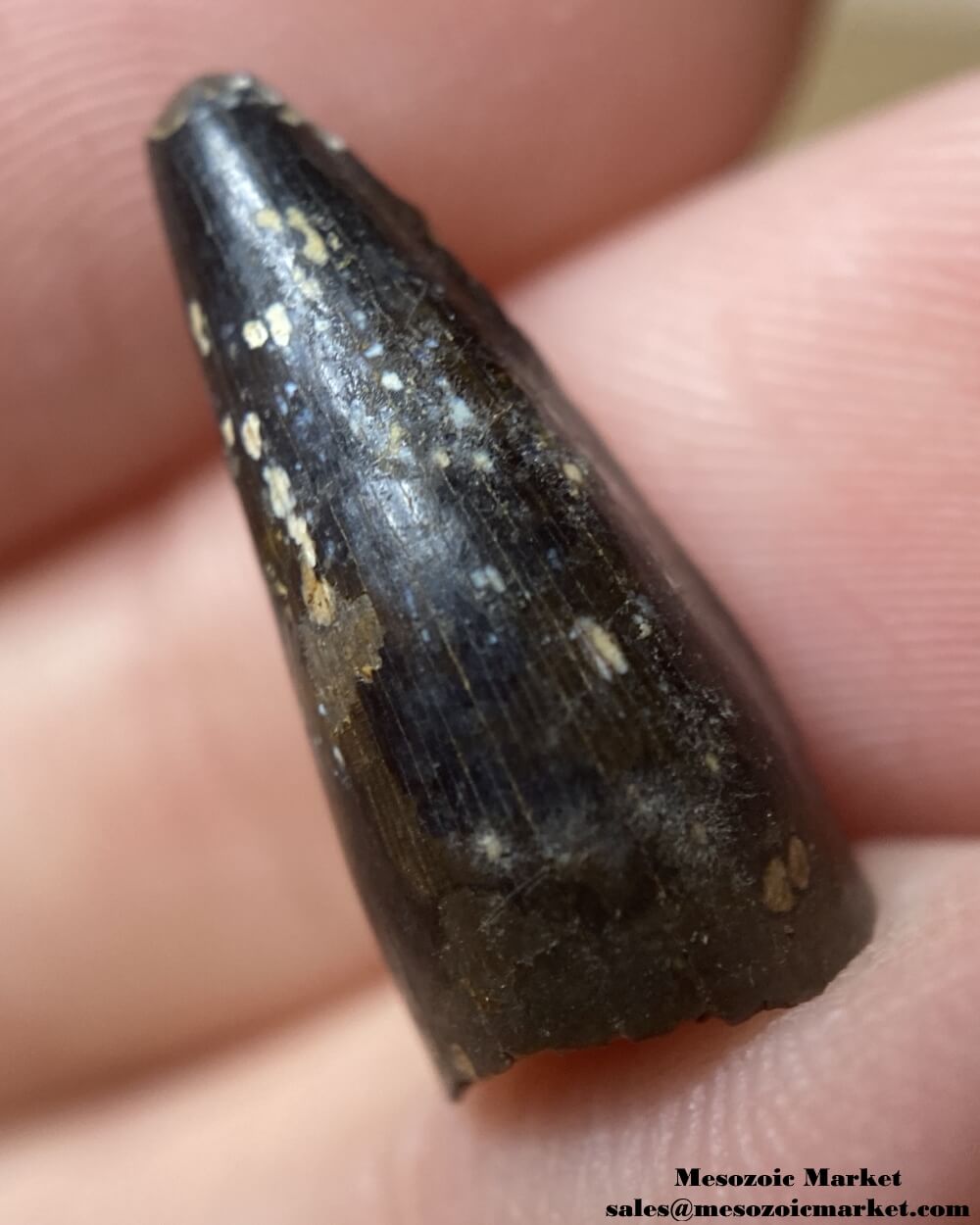 An image of a fossilized tooth from an extinct Borealosuchus crocodile.