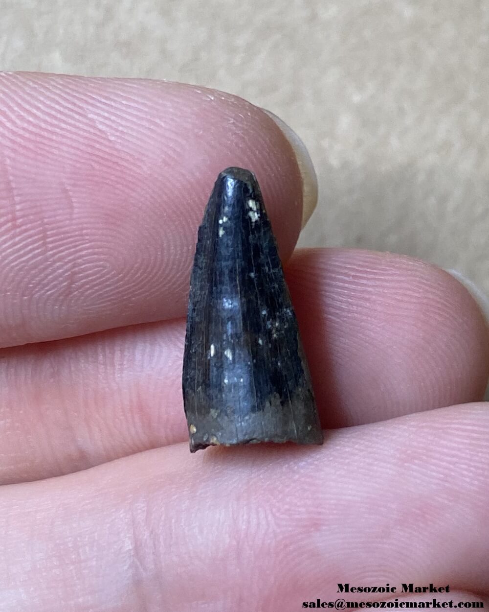 An image of a fossilized tooth from an extinct Borealosuchus crocodile.