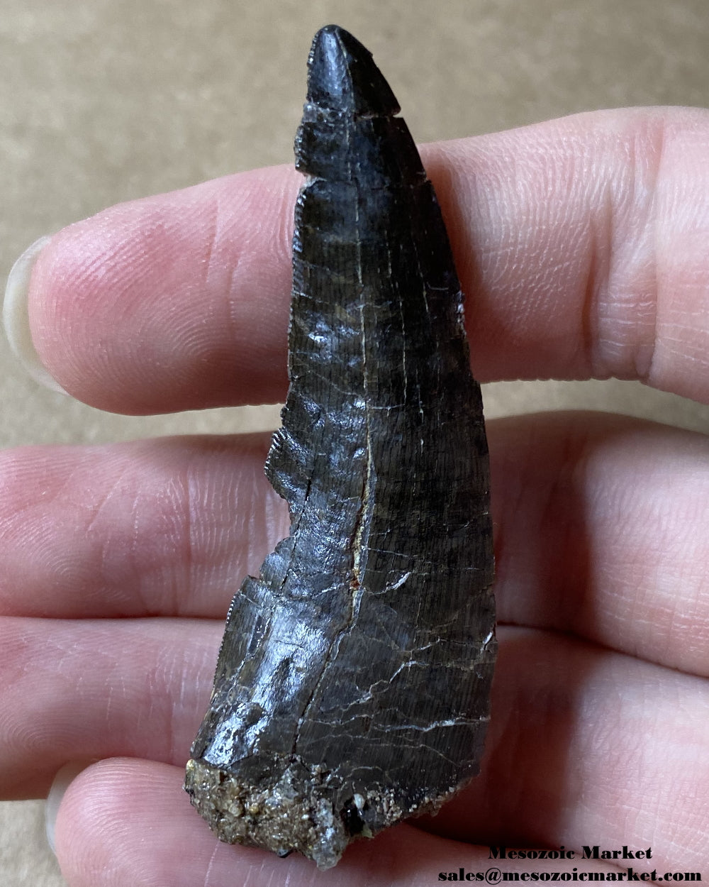 Fossilized dinosaur tooth of a rare El Mers Group theropod. #MAR74897-1