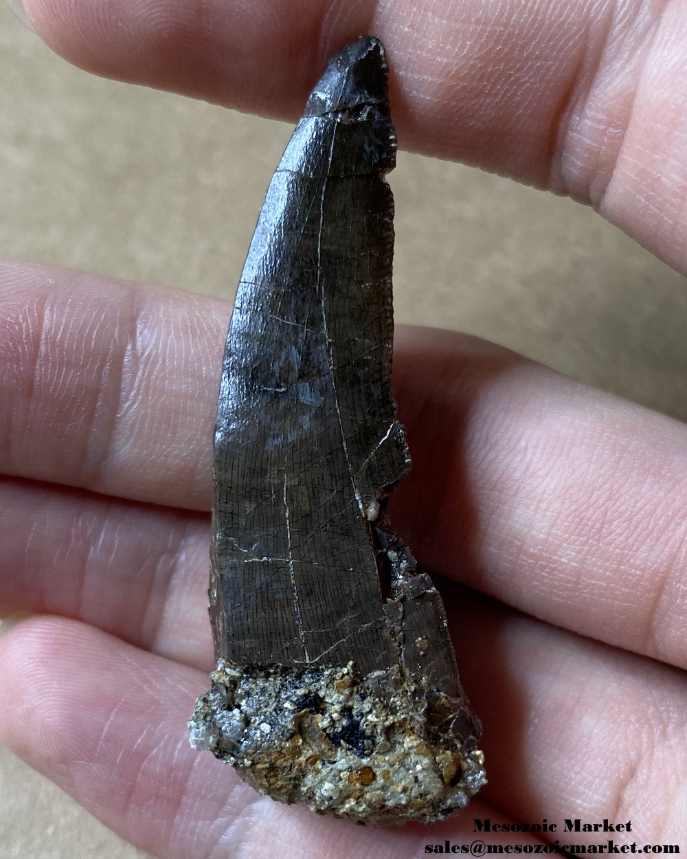 Fossilized dinosaur tooth of a rare El Mers Group theropod. #MAR74897-2