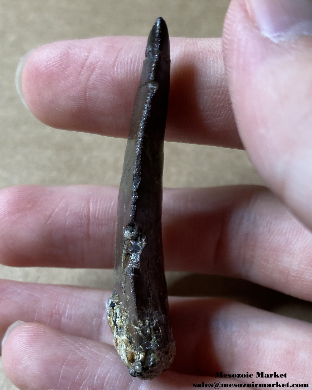 Distal side of a fossilized dinosaur tooth of a rare El Mers Group theropod. #MAR74897-3