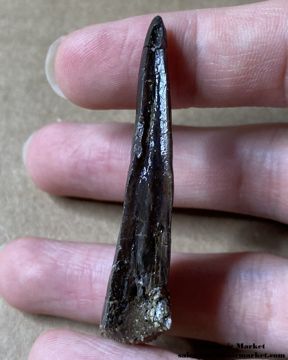 Cleaved off mesial side of a fossilized dinosaur tooth of a rare El Mers Group theropod. #MAR74897-4