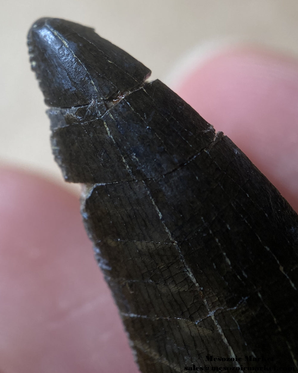 Repaired tip of a fossilized dinosaur tooth of a rare El Mers Group theropod. #MAR74897-6