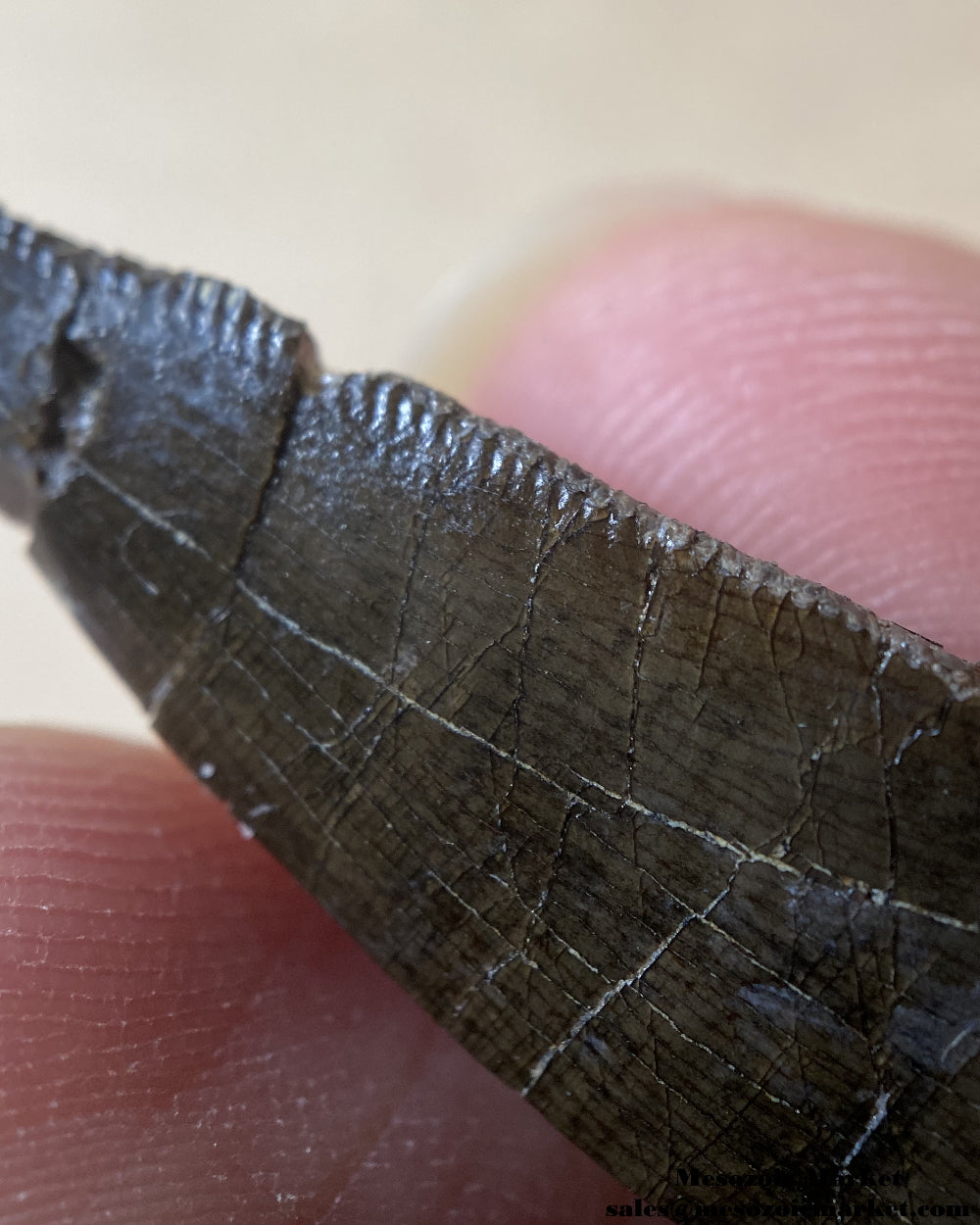 Distal serrations of a fossilized dinosaur tooth of a rare El Mers Group theropod. #MAR74897-7