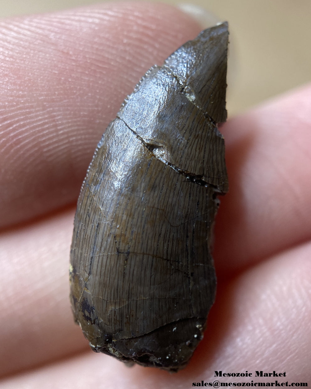 Fossilized dinosaur tooth of a small El Mers Group theropod. #MAR94738-1