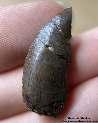 Fossilized dinosaur tooth of a small El Mers Group theropod. #MAR94738-1