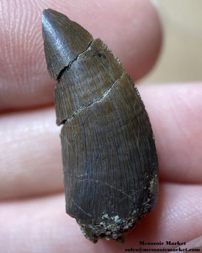 Fossilized dinosaur tooth of a small El Mers Group theropod. #MAR94738-2