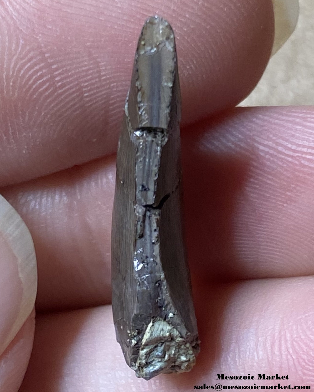 Cleaved off distal side of a fossilized dinosaur tooth of a small El Mers Group theropod. #MAR94738-4