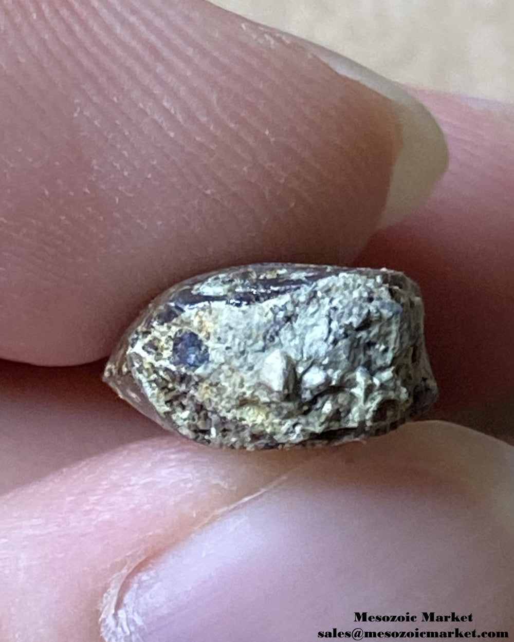 Cross-section of a fossilized dinosaur tooth of a small El Mers Group theropod. #MAR94738-5