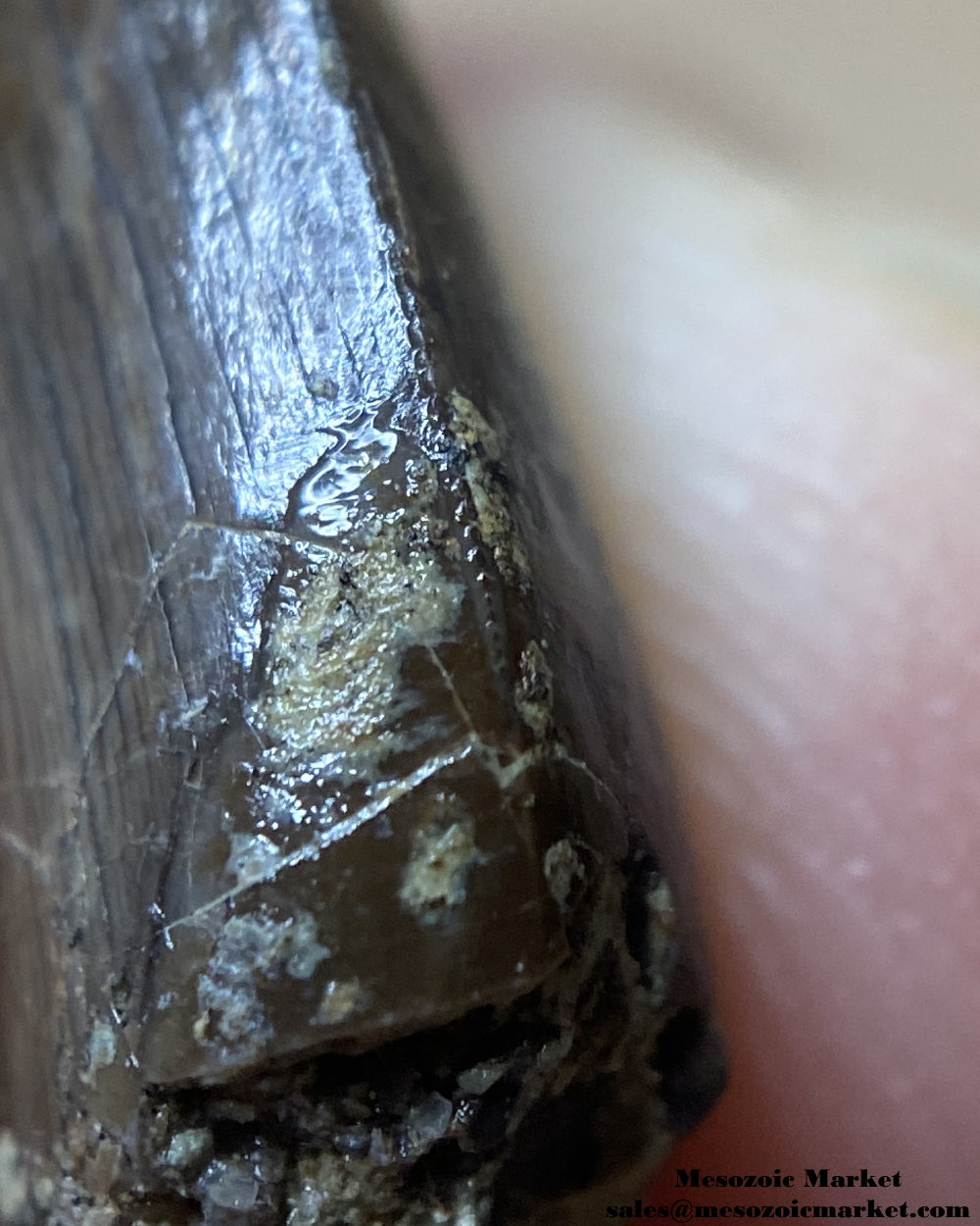 Mesial serrations of a fossilized dinosaur tooth of a small El Mers Group theropod. #MAR94738-7