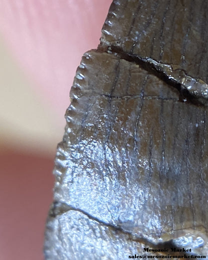 Mesial serrations of a fossilized dinosaur tooth of a small El Mers Group theropod. #MAR94738-6