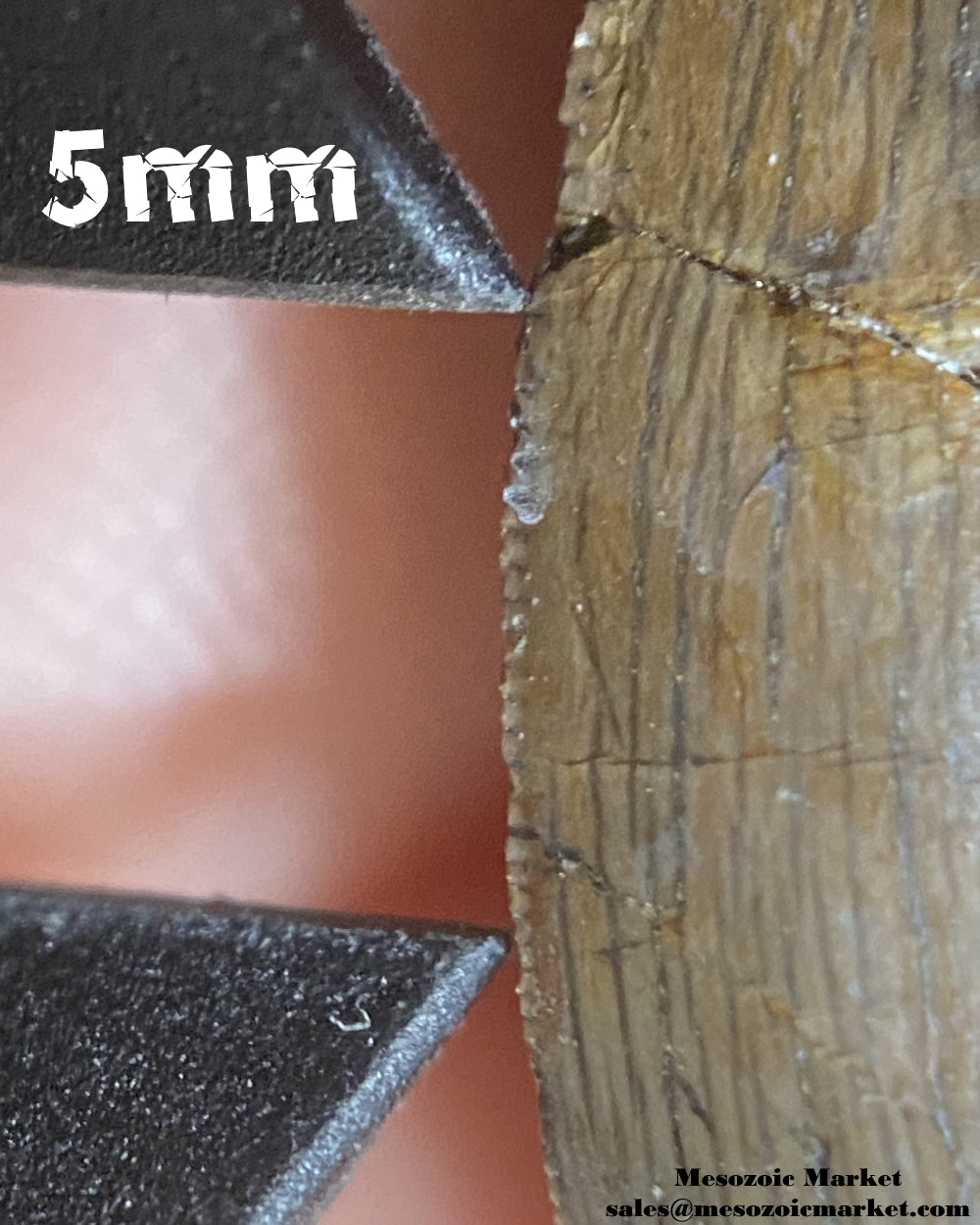 5mm mesial serration count of a fossilized dinosaur tooth of a small El Mers Group theropod. #MAR94738-9