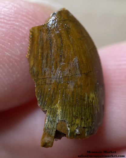 An image of a small Carcharodontosaurus or Sauroniops dinosaur tooth from the Kem Kem Beds.