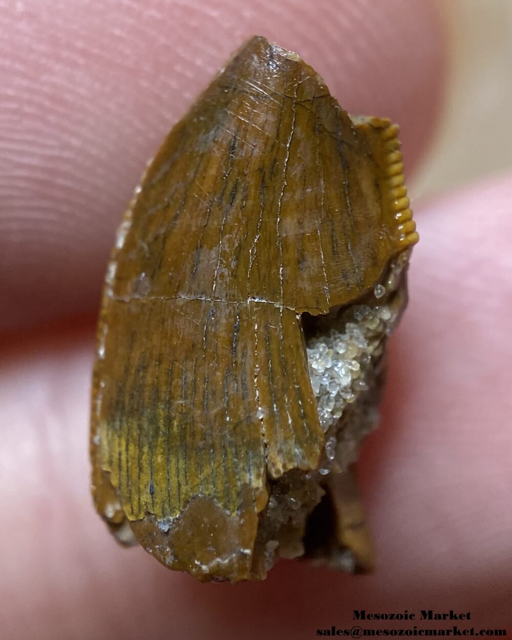 An image of a partial baby Carcharodontosaurus or Sauroniops dinosaur tooth from the Kem Kem Beds.