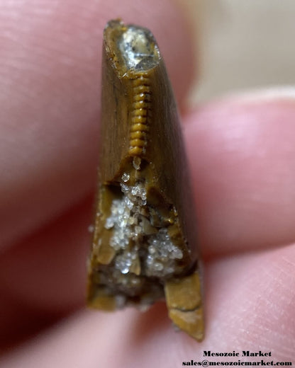 An image of the distal edge of a partial baby Carcharodontosaurus or Sauroniops dinosaur tooth from the Kem Kem Beds.