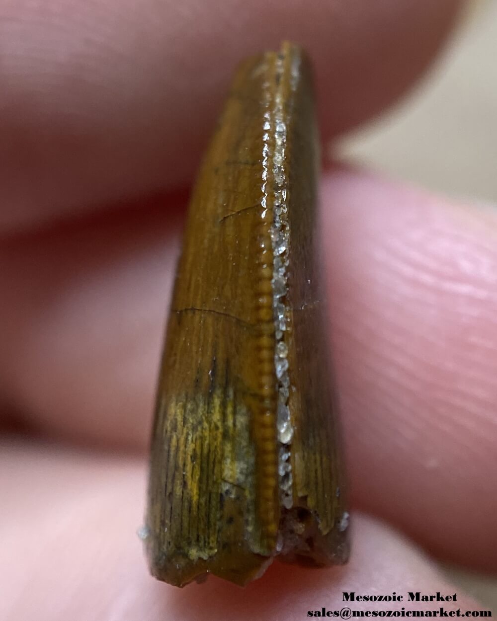 An image of the mesial edge of a partial baby Carcharodontosaurus or Sauroniops dinosaur tooth from the Kem Kem Beds.