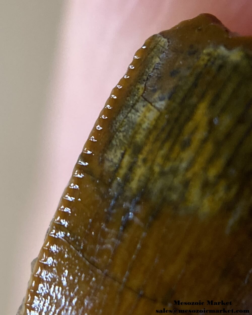 An image of a closeup view of the mesial edge of a partial baby Carcharodontosaurus or Sauroniops dinosaur tooth from the Kem Kem Beds.