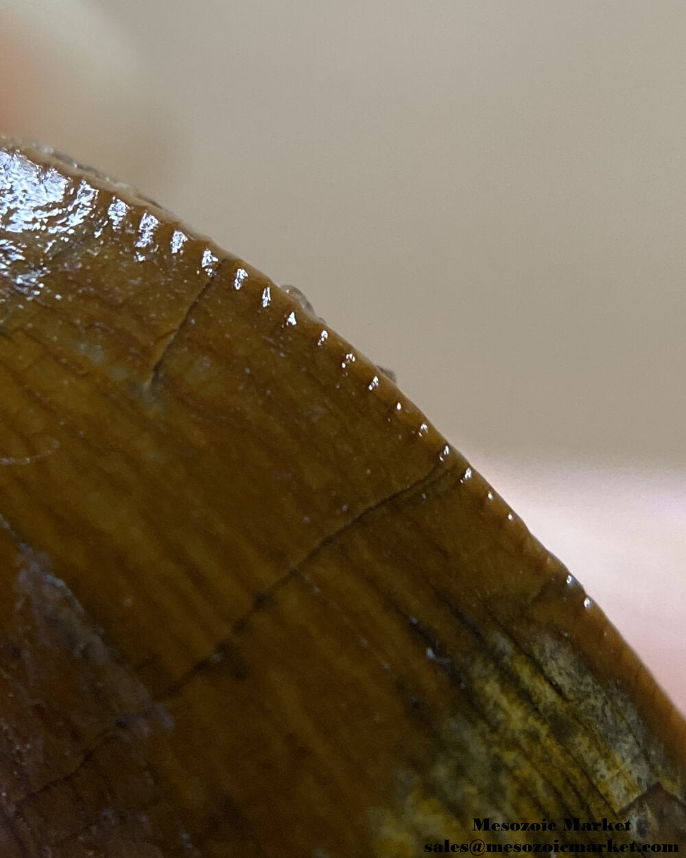 An image of a closeup view of the mesial edge of a partial baby Carcharodontosaurus or Sauroniops dinosaur tooth from the Kem Kem Beds.