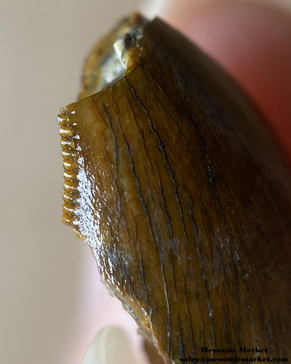 An image of a closeup view of the distal edge of a partial baby Carcharodontosaurus or Sauroniops dinosaur tooth from the Kem Kem Beds.