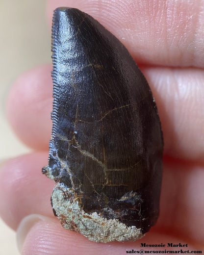 Fossilized dinosaur tooth of a Dekkar Carcharodontosaurus theropod. #MAR14714-1