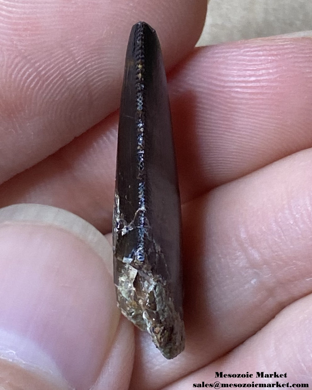 Distal edge of a fossilized dinosaur tooth of a Dekkar Carcharodontosaurus theropod. #MAR14714-4