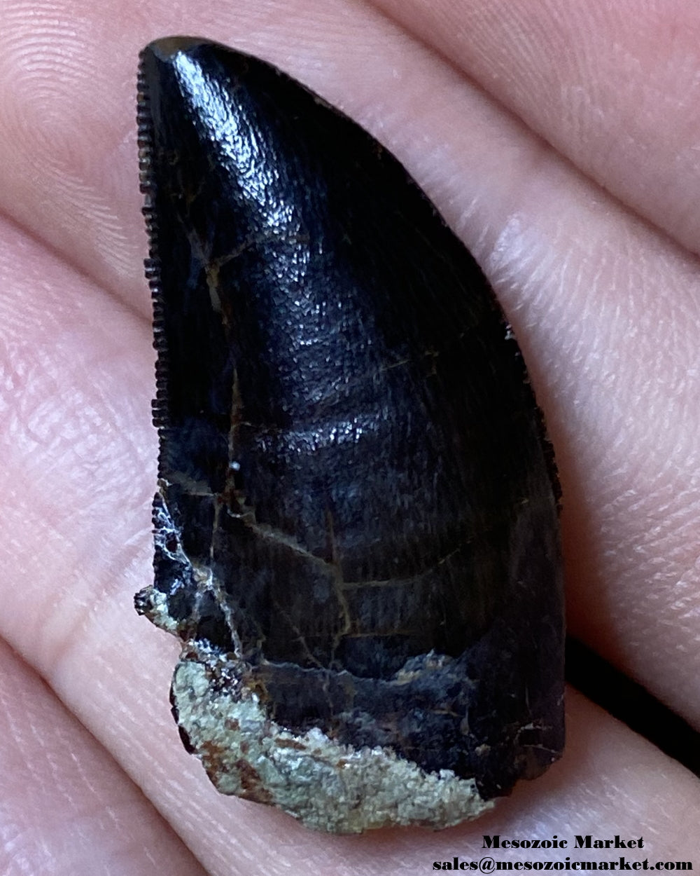 Fossilized dinosaur tooth of a Dekkar Carcharodontosaurus theropod. #MAR14714-6