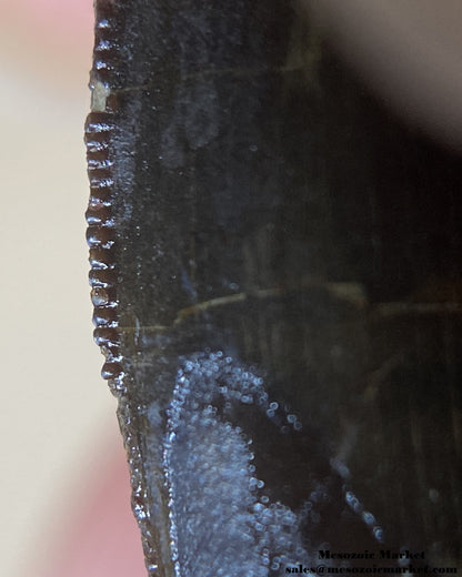 Mesial serrations of a fossilized dinosaur tooth of a Dekkar Carcharodontosaurus theropod. #MAR14714-7