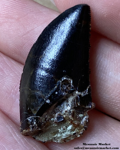 Fossilized dinosaur tooth of a Dekkar Carcharodontosaurus theropod. #MAR14714-8