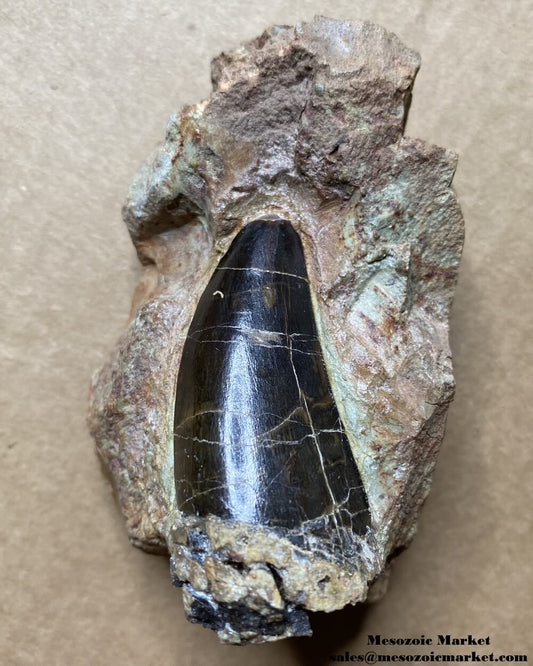 Fossilized dinosaur tooth of a large Dekkar Carcharodontosaurus theropod on original matrix. #MAR59204-1