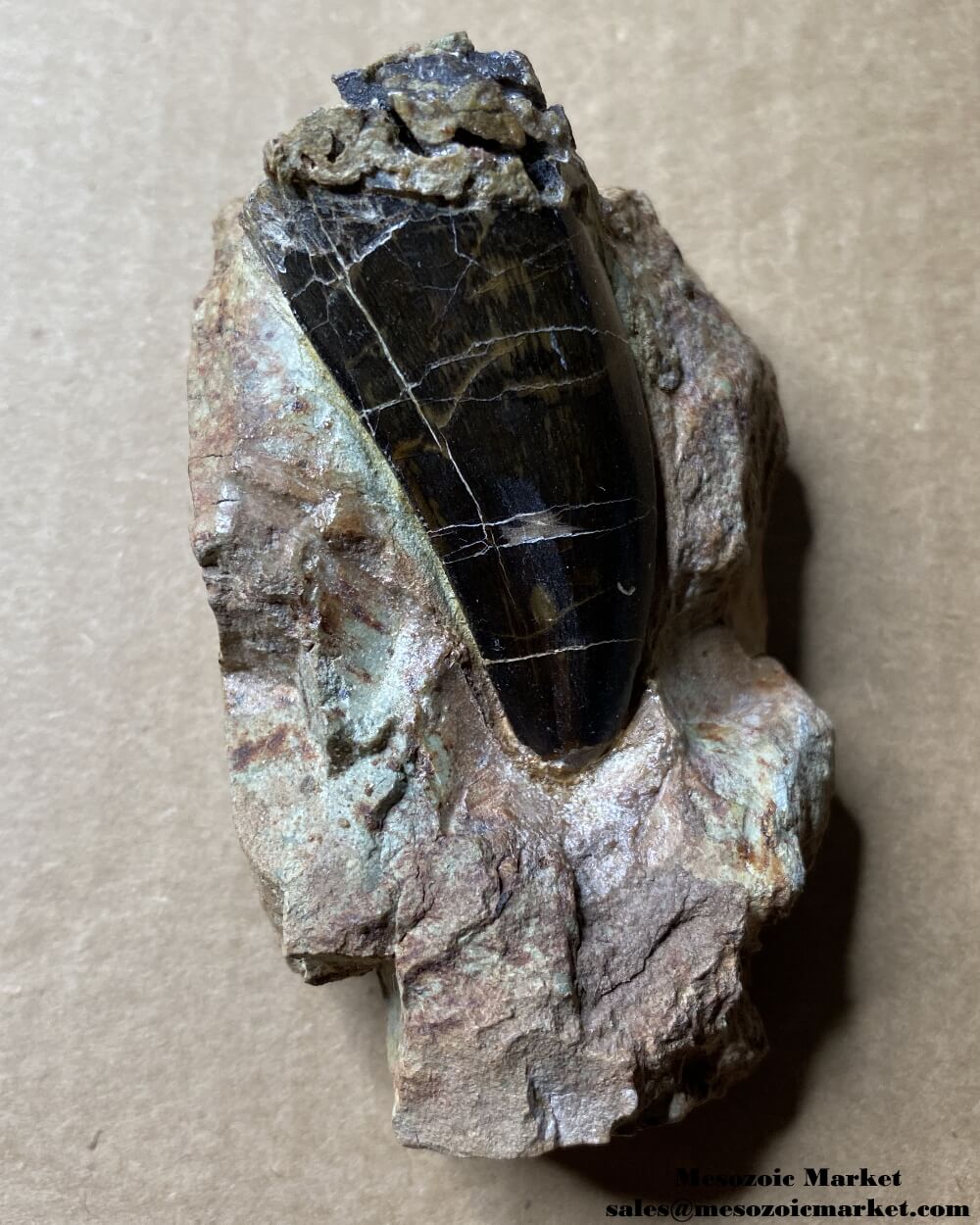 Fossilized dinosaur tooth of a large Dekkar Carcharodontosaurus theropod on original matrix. #MAR59204-2