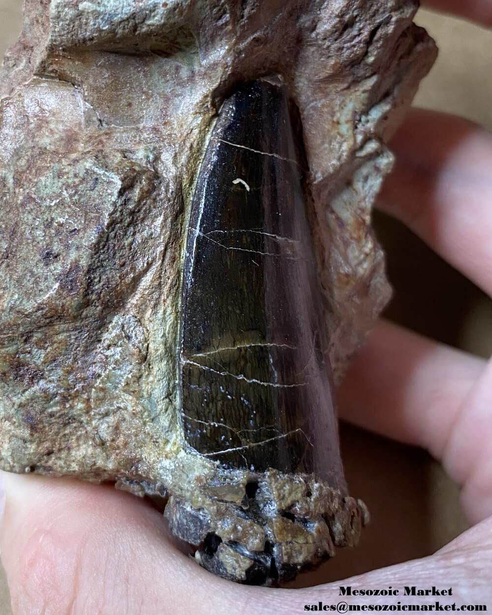 Worn mesial edge of a fossilized dinosaur tooth of a large Dekkar Carcharodontosaurus theropod on original matrix. #MAR59204-5