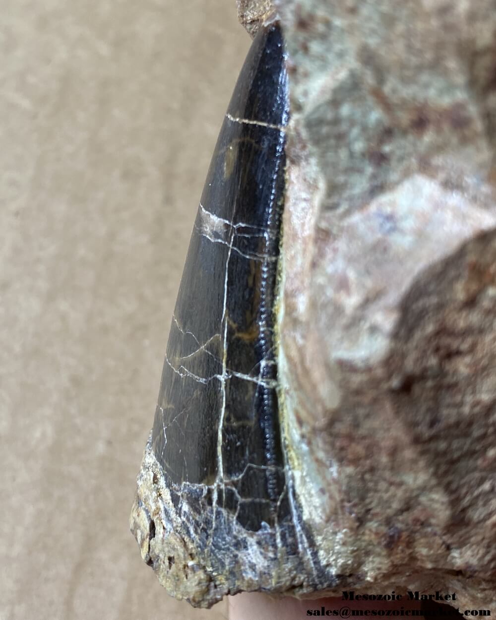 Distal side of a fossilized dinosaur tooth of a large Dekkar Carcharodontosaurus theropod on original matrix. #MAR59204-6