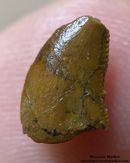 An image of a baby carcharodontosaurid tooth from the Kem Kem Beds.