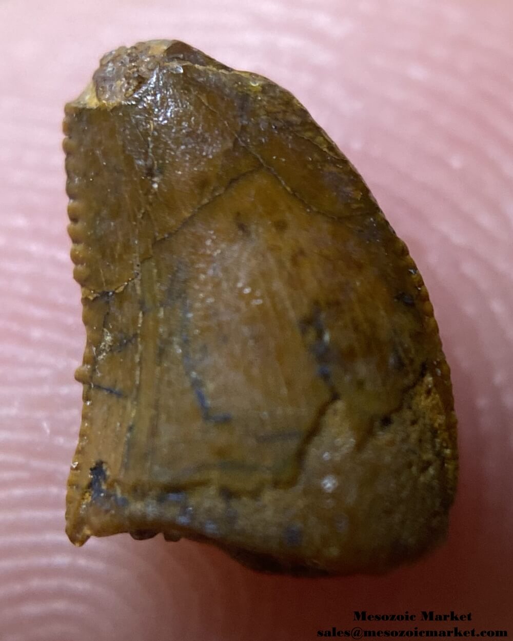 An image of a juvenile or baby carcharodontosaurus dinosaur tooth from Morocco.