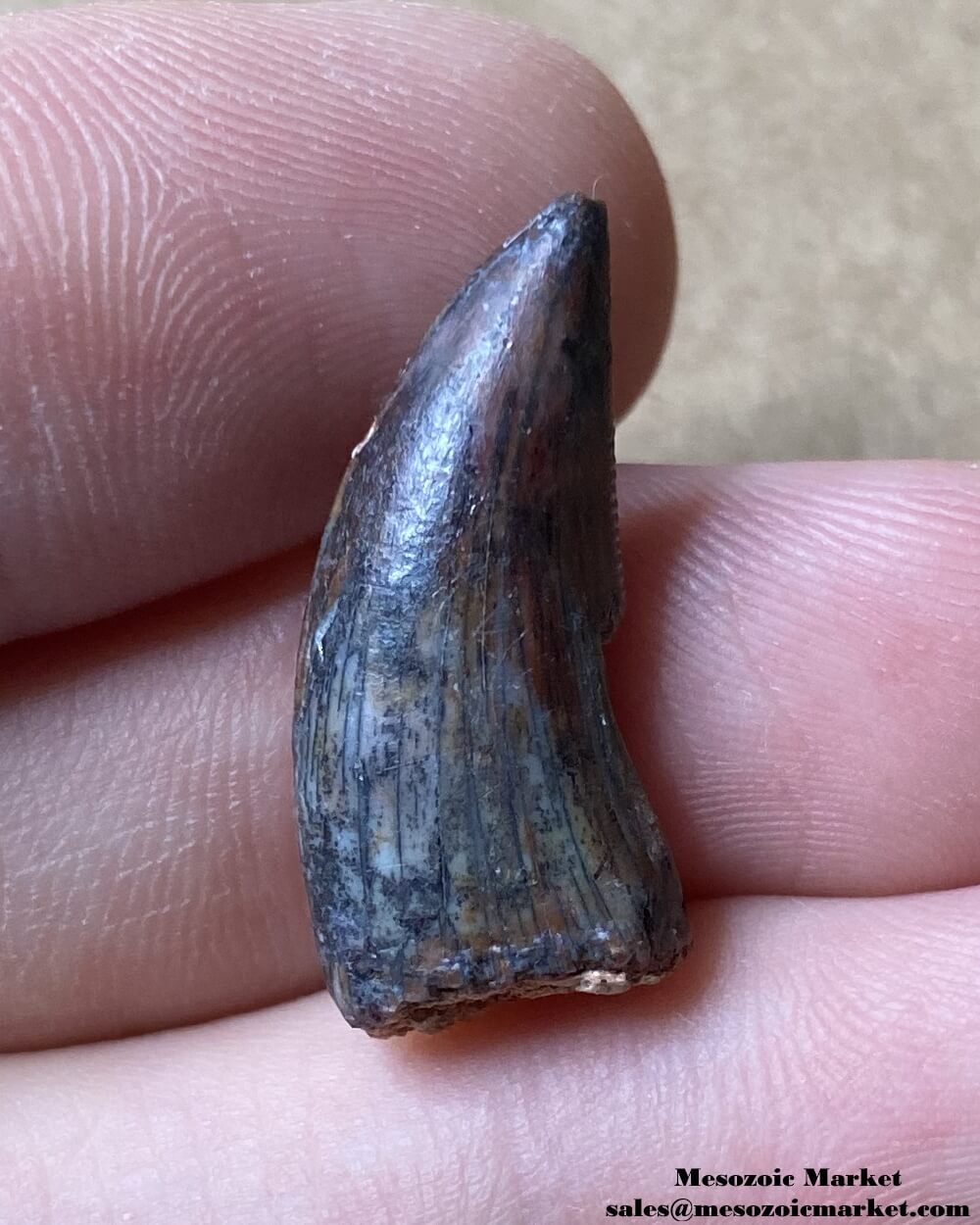 An image of a fossilized tooth from an unknown dinosaur.