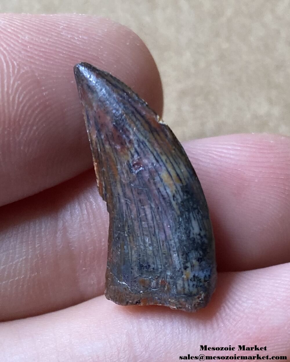 An image of a fossilized tooth from an unknown dinosaur.